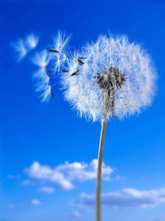 Dandelion clock seed head