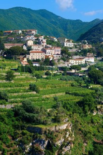 Vineyards near Ravello
