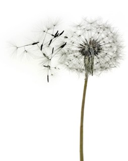 Dandelion clock