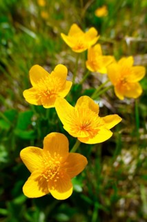 Alpine Marsh Marigolds (Caltha palustris)