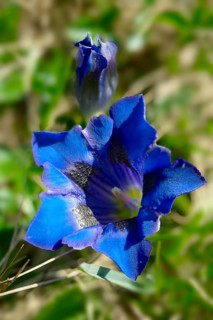 Trumpet Gentian (Gentiana acaulis)
