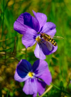 Spurred Violet (Viola calcarata) with a hoverfly