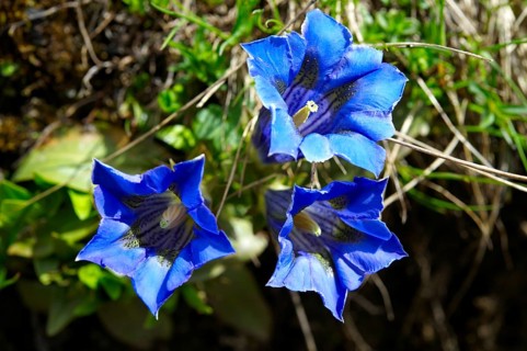 Trumpet Gentian (Gentiana acaulis)