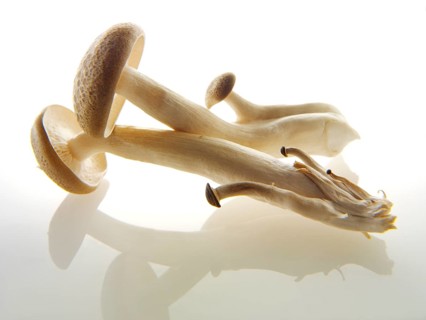 Raw fresh organic Hon-Shimeji mushrooms