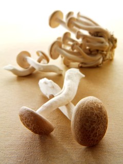 Raw fresh organic Hon-Shimeji mushrooms