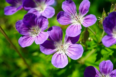Alpine Wood Cranesbill (Geranium sylvaticum)