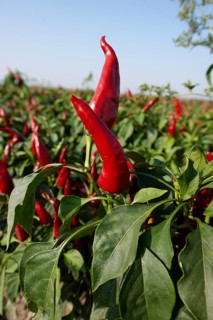 Chili peppers (Capsicum annuum) grown to make Hungarian paprika