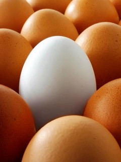 Fresh eggs