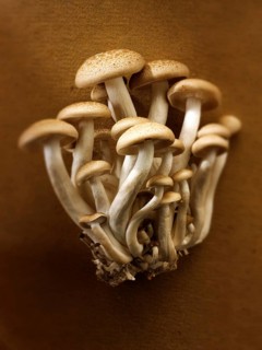 Raw fresh organic Hon-Shimeji mushrooms
