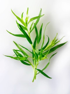 Fresh Tarragon leaves