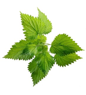 Stinging nettle leaves