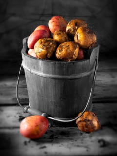 Maris Piper potatoes in a bucket