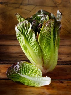 Red-leaved Cos lettuce