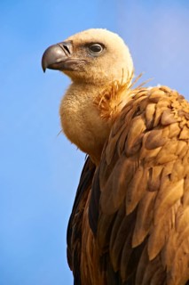 Griffon Vulture (Gyps fulvus)