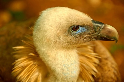 Griffon Vulture (Gyps fulvus)