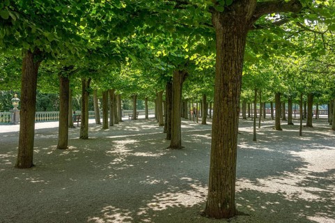 Baroque lime boscage