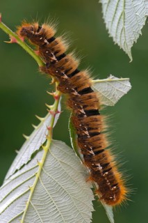 Caterpillar of an Oak Eggar Moth (Lasiocampa quercus)