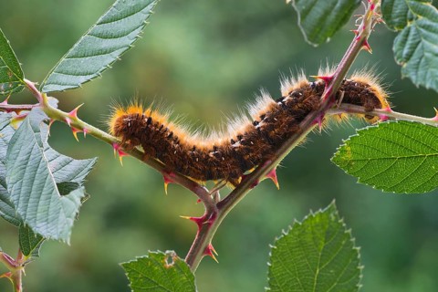Caterpillar of an Oak Eggar Moth (Lasiocampa quercus)