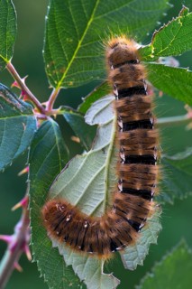 Caterpillar of an Oak Eggar Moth (Lasiocampa quercus)