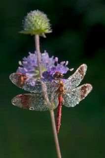 Banded Darter (Sympetrum pedemontanum)