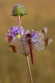 Banded Darter (Sympetrum pedemontanum)