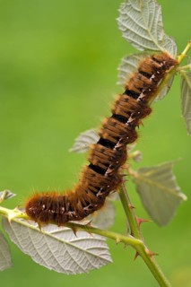 Caterpillar of an Oak Eggar Moth (Lasiocampa quercus)