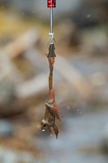 Pyrenean Frog (Rana pyrenaica) during scientific study
