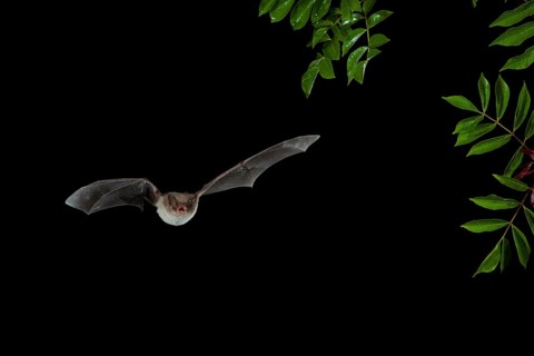 Long-fingered Bat (Myotis capaccinii) in flight