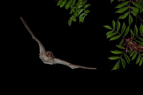 Schreiber's Bent-winged Bat (Miniopterus scheibersii) in flight
