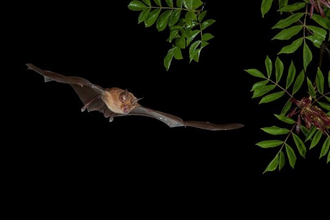 Greater Horseshoe Bat (Rhinolophus ferrumequinum) in flight