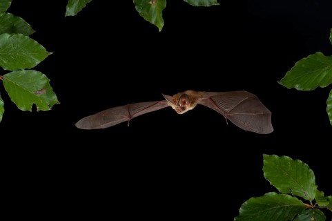 Brown Long-eared Bat (Plecotus auritus) in flight