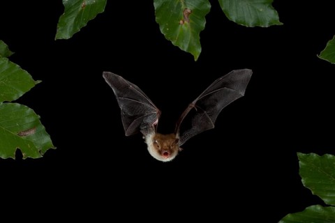 Natterer's Bat (Myotis nattereri) in flight