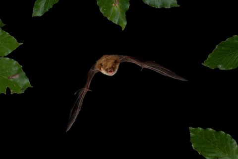 Natterer's Bat (Myotis nattereri) in flight