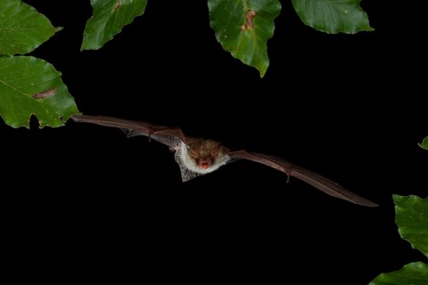 Natterer's Bat (Myotis nattereri) in flight
