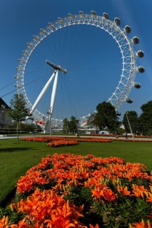 London Eye Ferris wheel behind flowers in a park