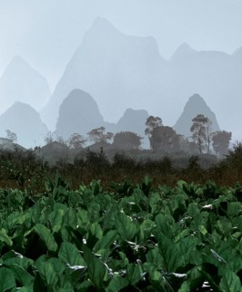 Karst mountain landscape and agriculture near Yangshuo