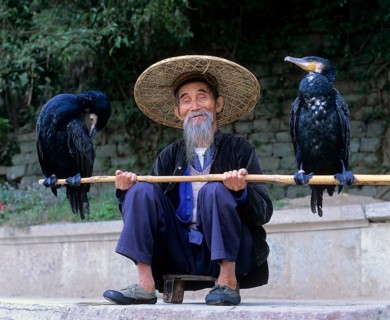 Cormorant fisherman with Great Cormorants (Phalacrocorax carbo) on the Li Jiang River