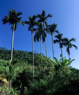 Palm grove