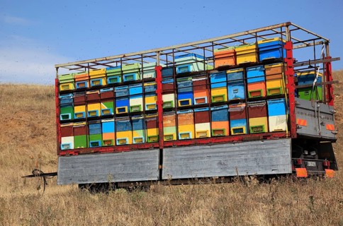 Trailer with bee hives