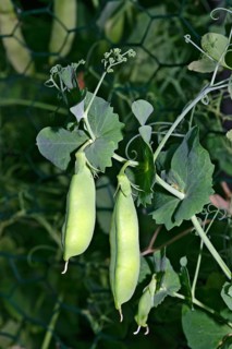 Pea pods growing on a plant