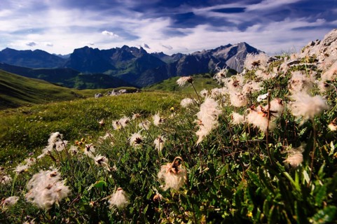Faded Alpine anemones (Pulsatilla alpina subsp. alpina) in front of panorama with peaks