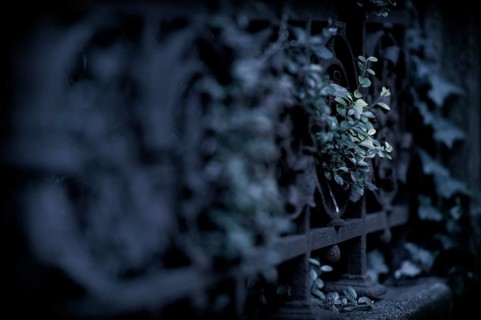 Ivy (Hedera helix) with fence
