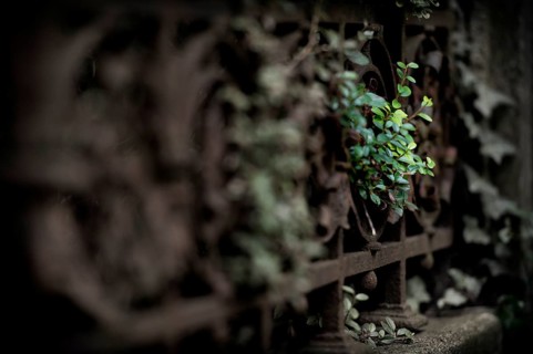Ivy (Hedera helix) with fence