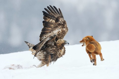 Golden Eagle (Aquila chrysaetos) fighting with a red fox (Vulpes vulpes) over a carcass