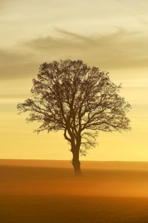 English Oak or Pedunculate Oak (Quercus robur