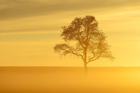 English Oak or Pedunculate Oak (Quercus robur