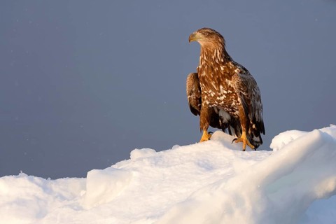 White-tailed Eagle or Sea Eagle (Haliaeetus albicilla) in the morning light