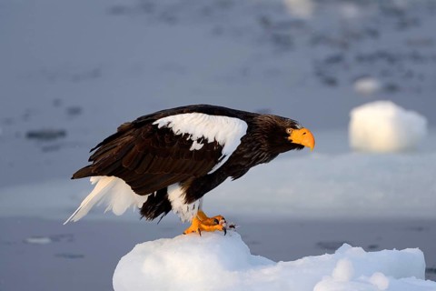 Steller's Sea Eagle (Haliaeetus pelagicus) perched on floating ice