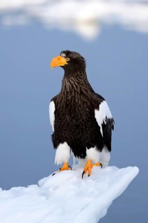Steller's Sea Eagle (Haliaeetus pelagicus) perched on floating ice