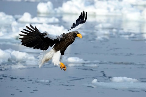 Steller's Sea Eagle (Haliaeetus pelagicus) in flight above floating ice